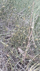 Ephedra