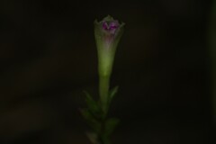 Psilochilus
