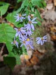 Symphyotrichum shortii