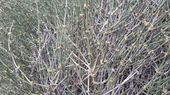 Ephedra