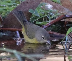 Leiothlypis ruficapilla