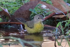 Leiothlypis ruficapilla
