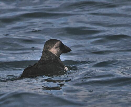 Atlantic Puffin