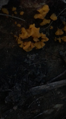 Dacrymyces spathularia
