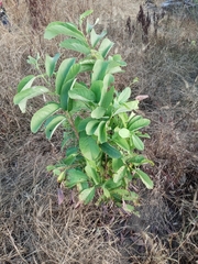 Annona macroprophyllata