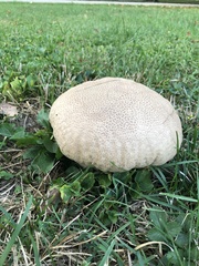 Calvatia craniiformis