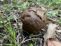 Calvatia
