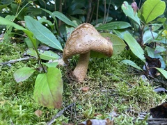 Amanita rubescens