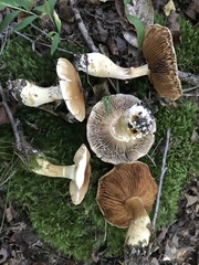 Cortinarius caperatus
