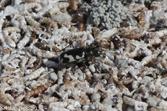 Cicindela willistoni