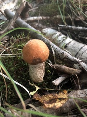 Leccinum insigne