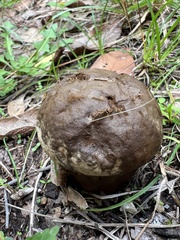 Calvatia