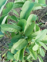 Annona macroprophyllata