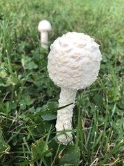 Saproamanita