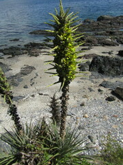 Puya chilensis