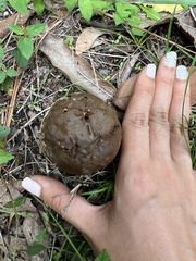Calvatia