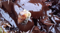 Nassarius gayii