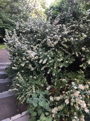 Abelia chinensis