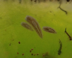 Continenticola