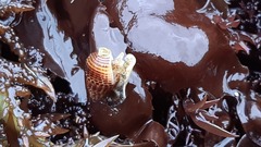Nassarius gayii
