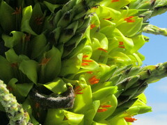 Puya chilensis