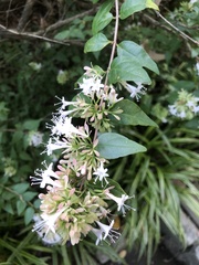 Abelia chinensis