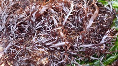 Chondracanthus