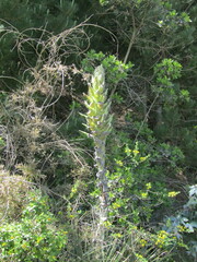 Puya chilensis
