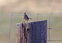 Oreoscoptes montanus