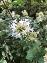 Abelia chinensis