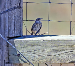 Oreoscoptes montanus
