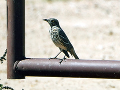 Oreoscoptes montanus