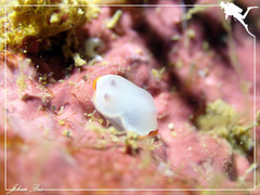 Goniobranchus rubrocornutus