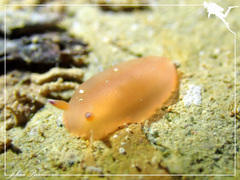 Dendrodoris guttata