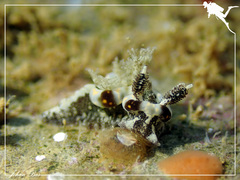 Goniodoris joubini