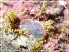 Goniobranchus