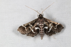 Diasemiodes janassialis