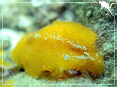 Doriopsis granulosa