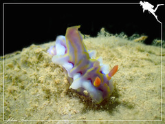 Miamira flavicostata