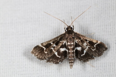Diasemiodes janassialis