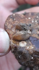 Brachidontes granulatus