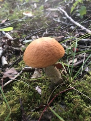 Leccinum insigne