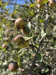 Malus fusca
