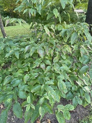 Celtis occidentalis