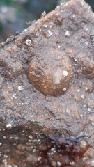 Trochita trochiformis