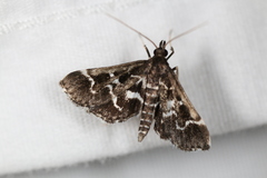 Diasemiodes janassialis