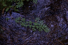 Corydalis caseana caseana