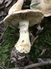 Cortinarius caperatus