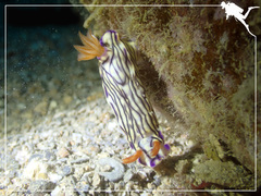 Hypselodoris zephyra