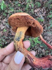 Neoboletus